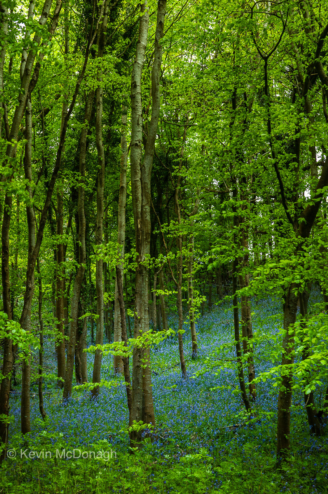 12 May 21: Bluebell Wood, Happy Valley, Bishopsteignton