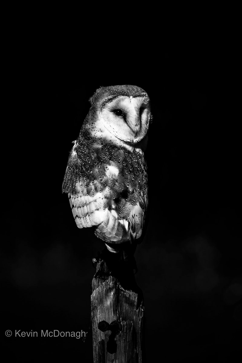 Barn Owl