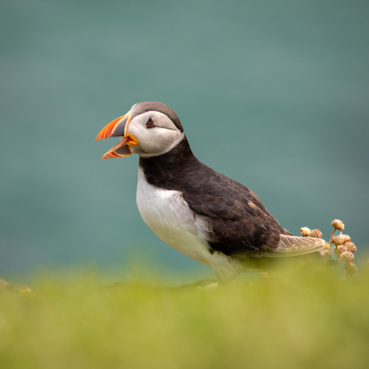 13th June 22: Saltee Islands - Puffin