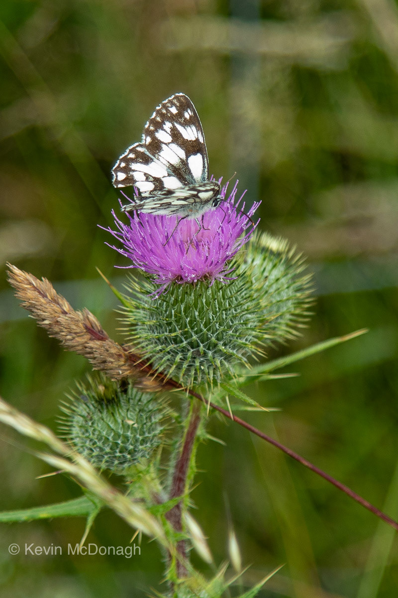 12 July 21: Marbled White Butterfly, Scabbocombe Sands, Devon