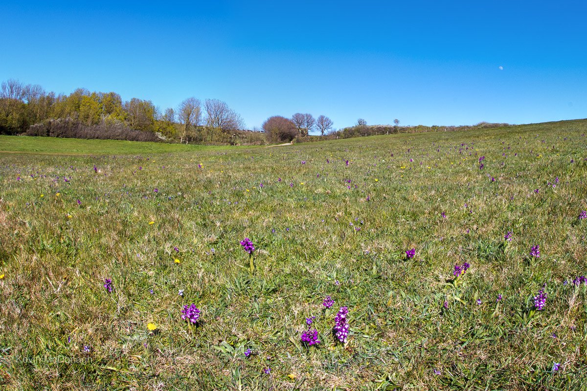 22 April 21: Greenwinged Orchids near the Geoneedle, Orcombe Point