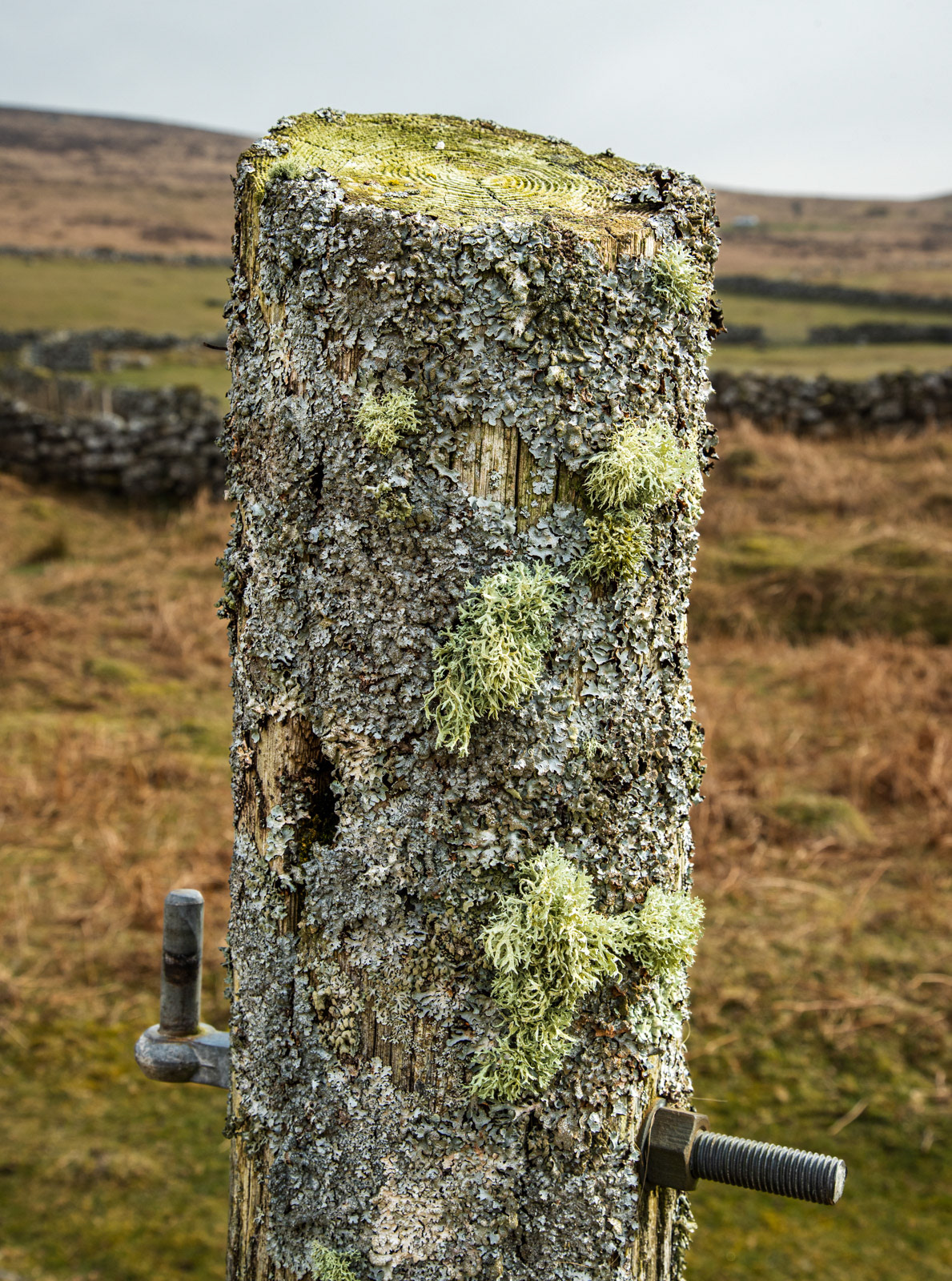 28th March 22: Old Lichen encrusted gatepost