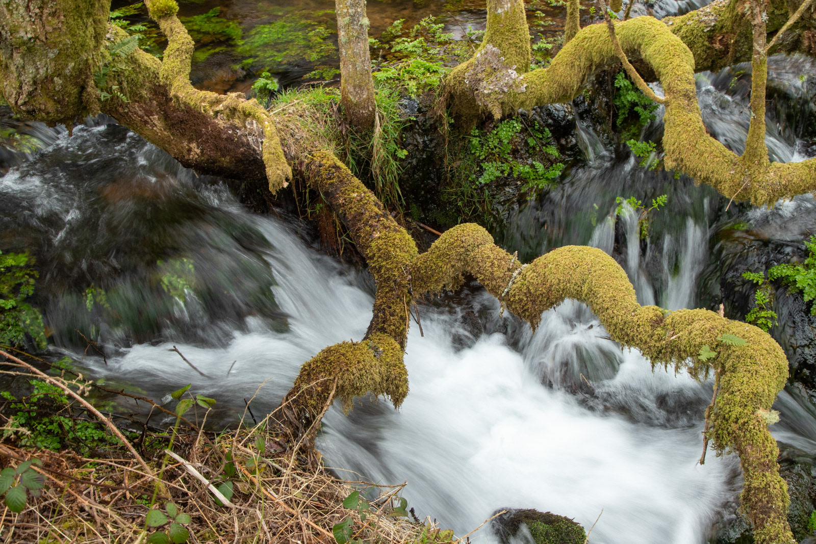 28th March 22: Waterfall under the Tree
