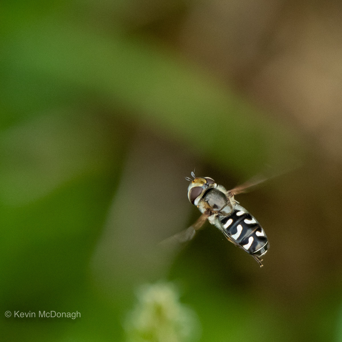 21.6.21: Pied Hover Fly