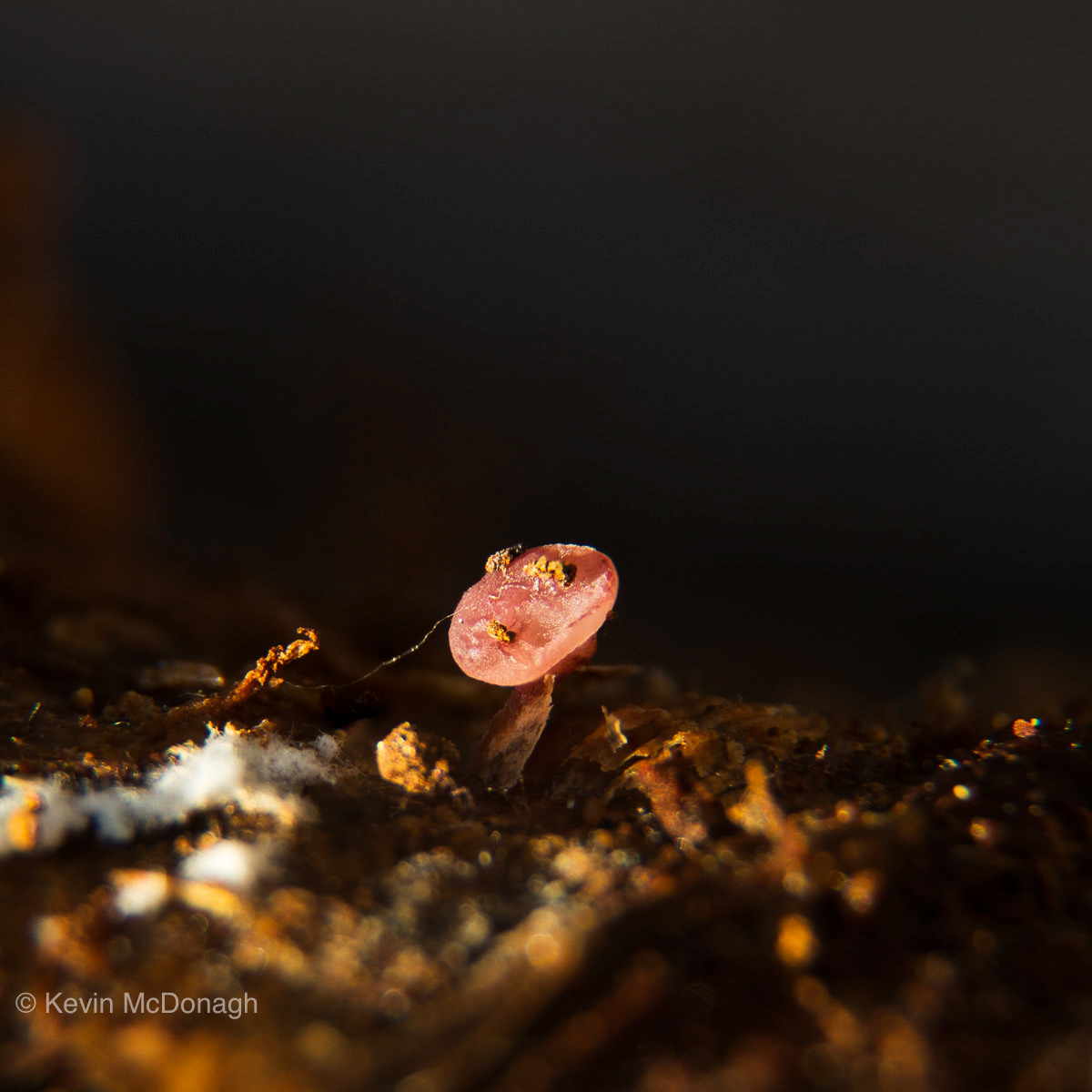 Tiny (2-3mm) sporangia. No ID.