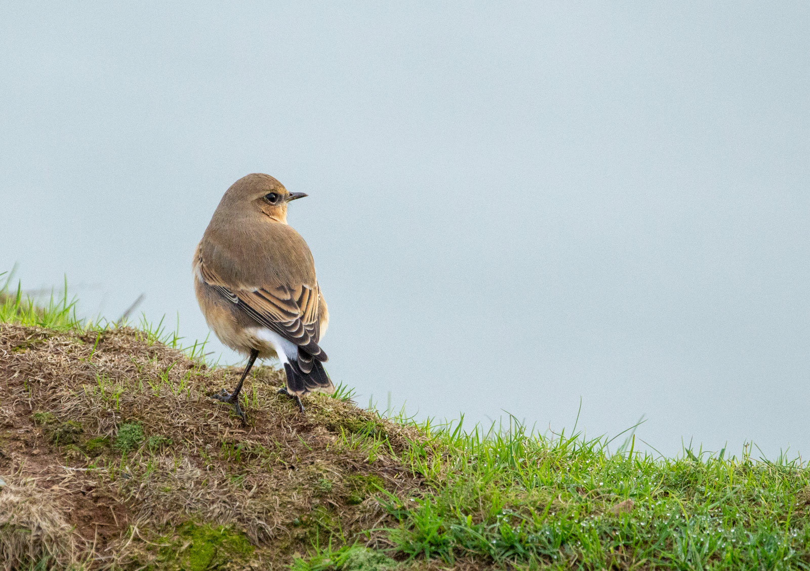 11th Oct: Wheatear