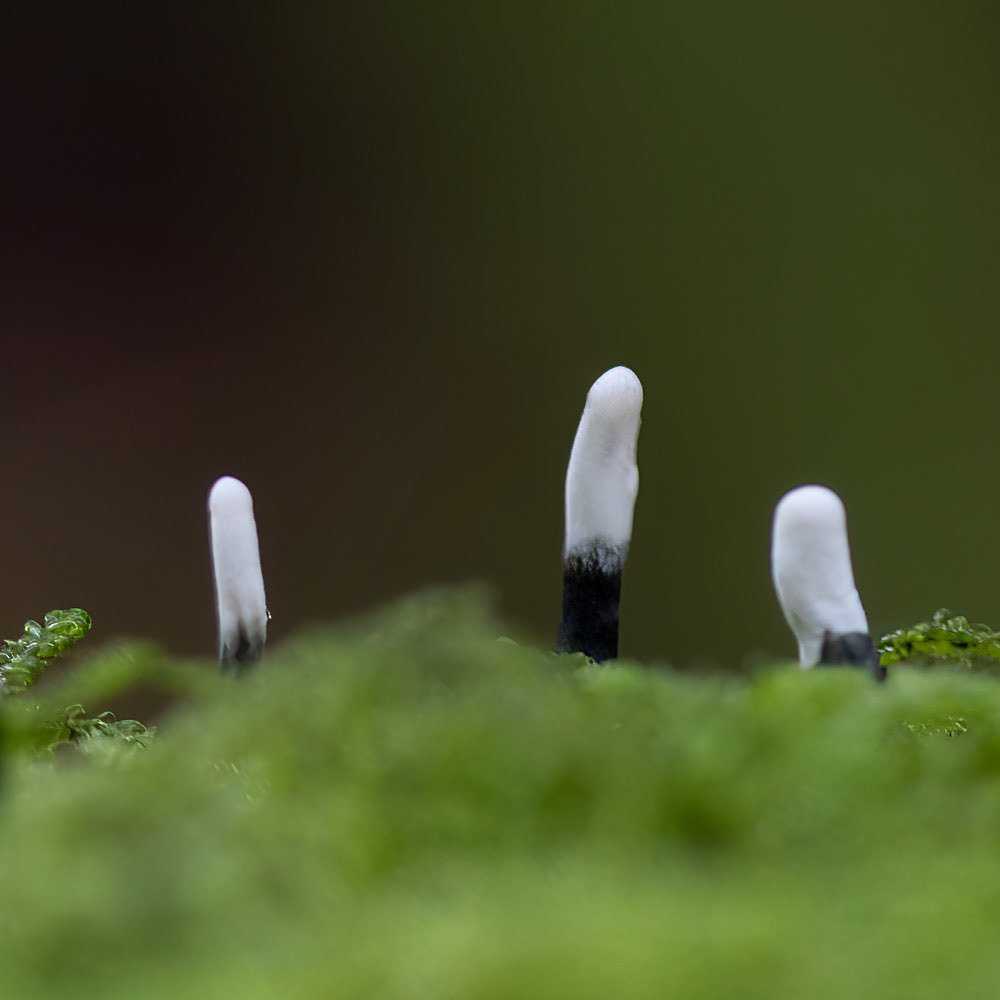 15 Oct 24: Castle Dyke Woods, Devon