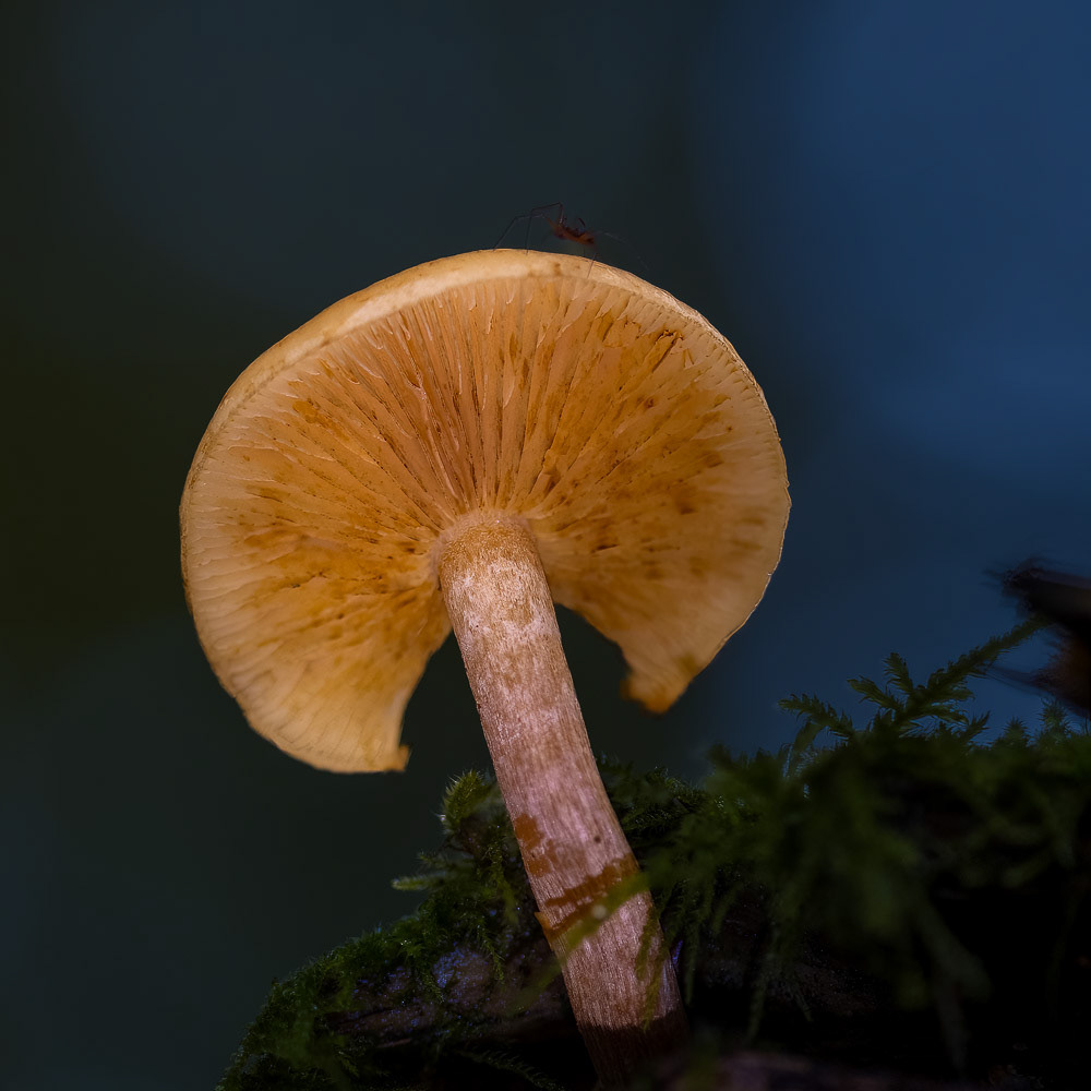 15 Oct 24: Castle Dyke Woods, Devon