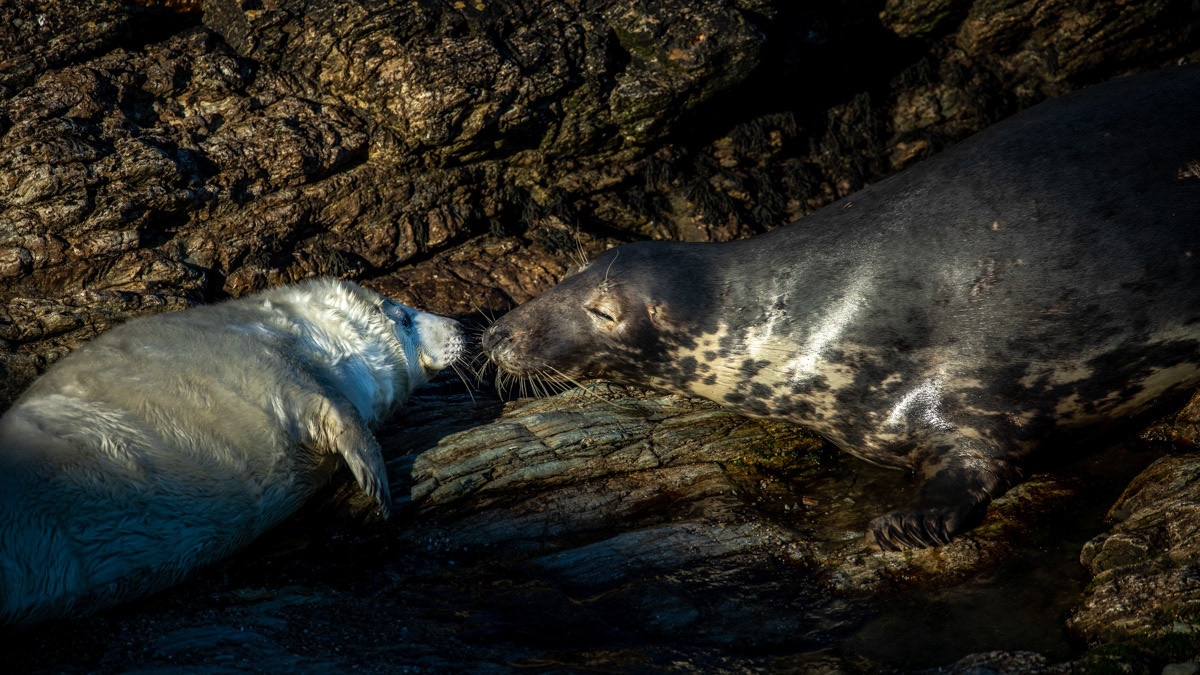 15th Oct: Image 4 - Mum checks her pup is okay.