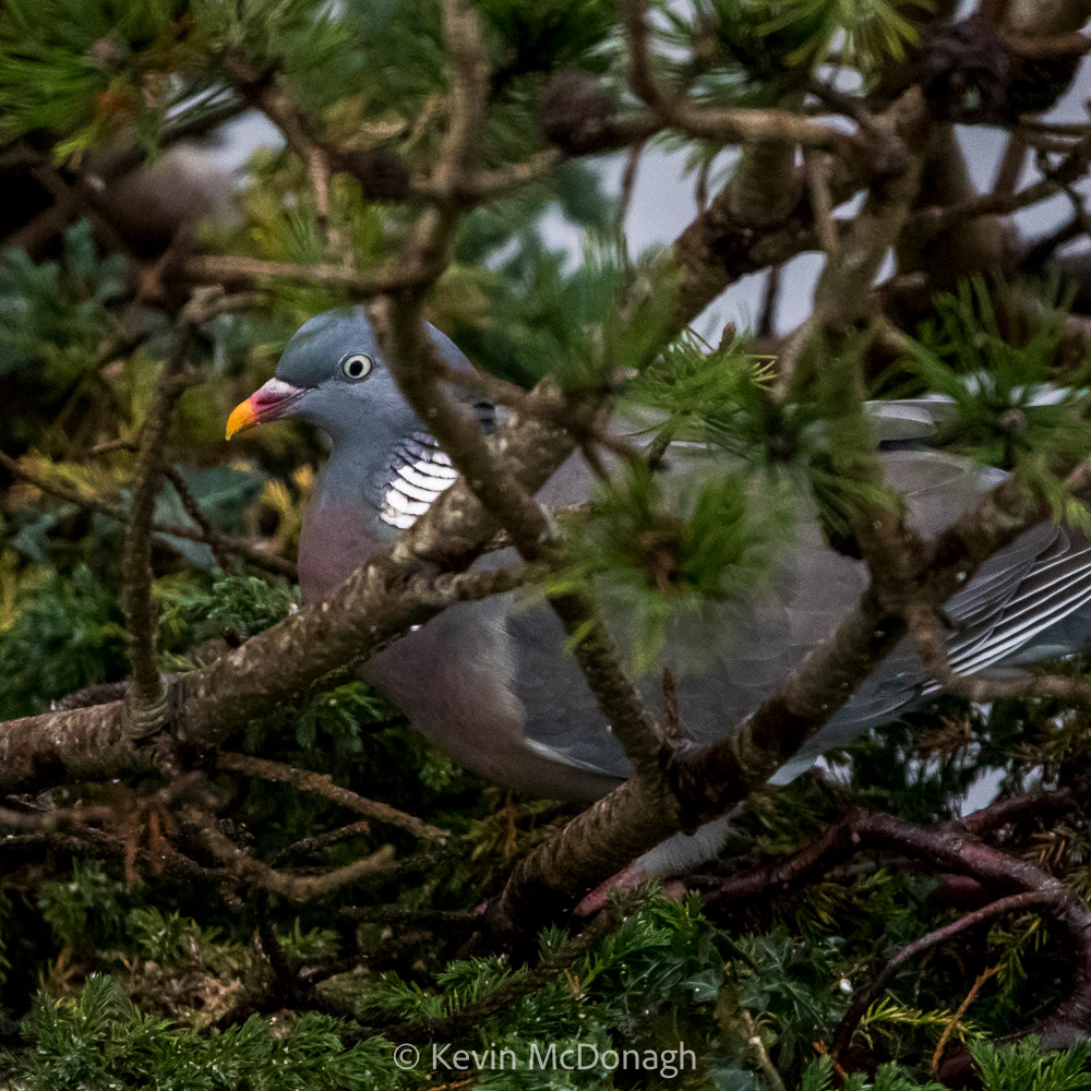 Wood Pigeon