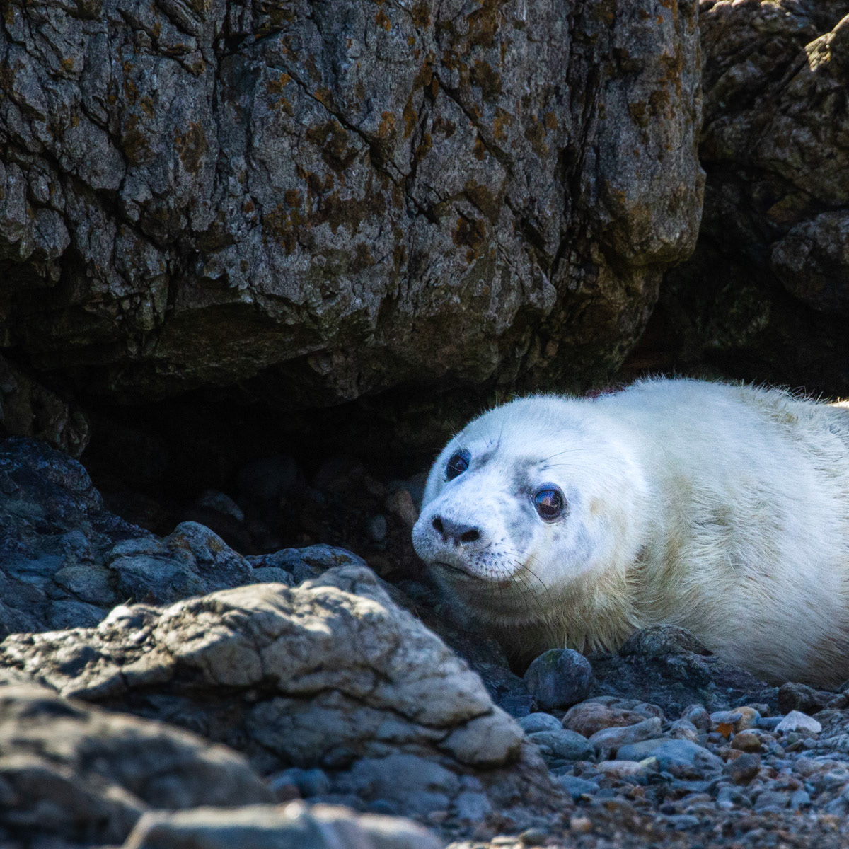 10th Oct: Pup at Seaweed Cove