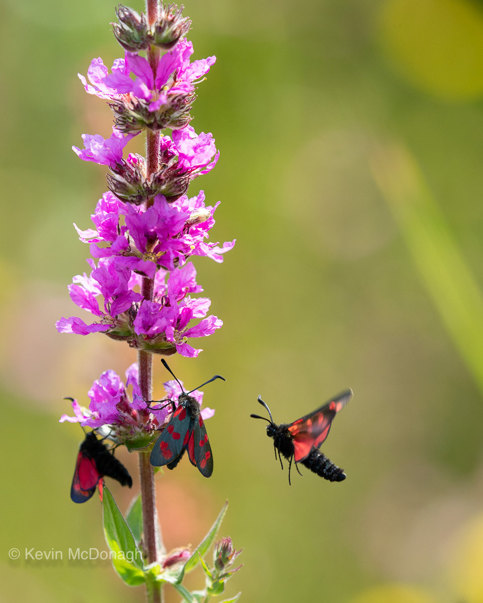 22nd July 21: 6 Spotted Burnet Moth at Dawlish Warren, Devon 