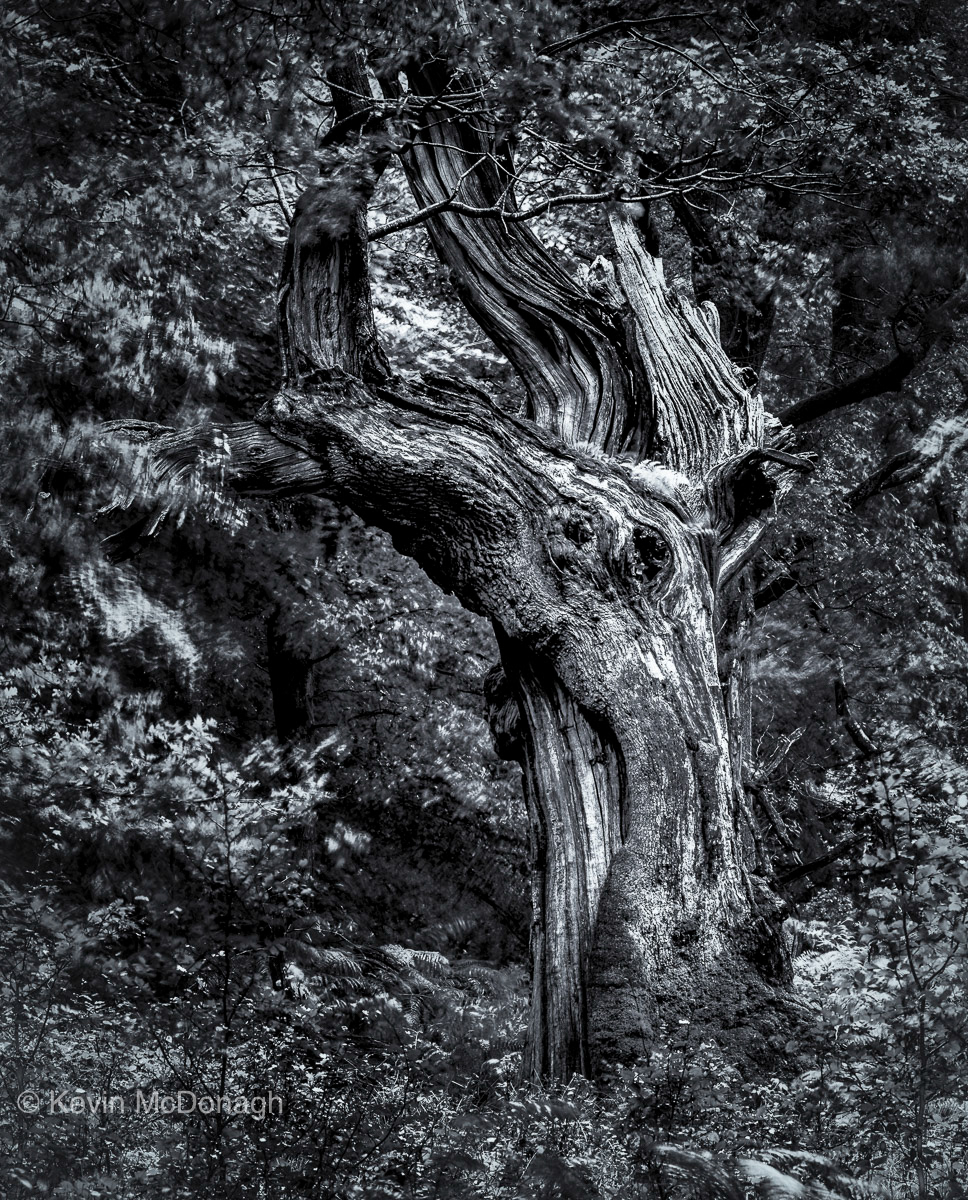 10 Oct 2020: 'Sleeping Dragon' - Savarnake Forest, Wiltshire