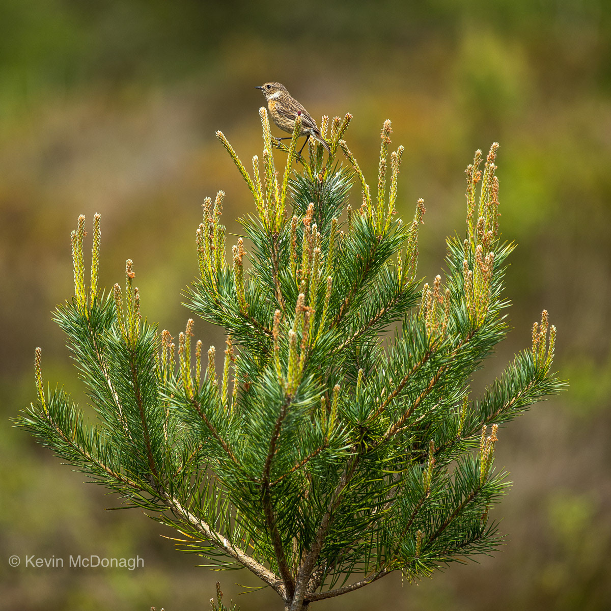 3 June 21: Female Stonechat, Heathfield Nature Reserve, Devon