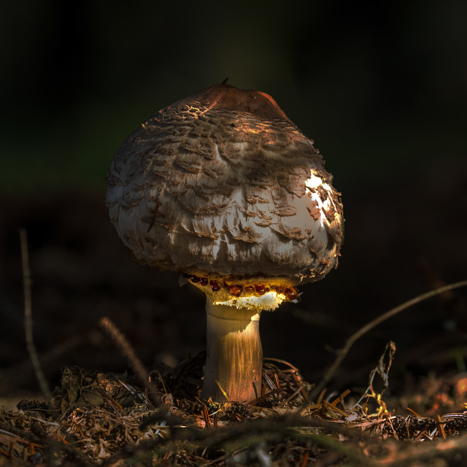 11th Oct: Parasol mushroom