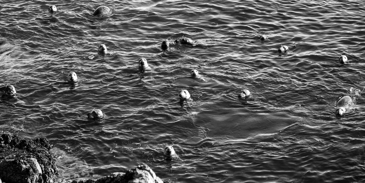 15th Oct: My last afternoon on Bardsey.  It felt was if this party of seals came to say their goodbyes!