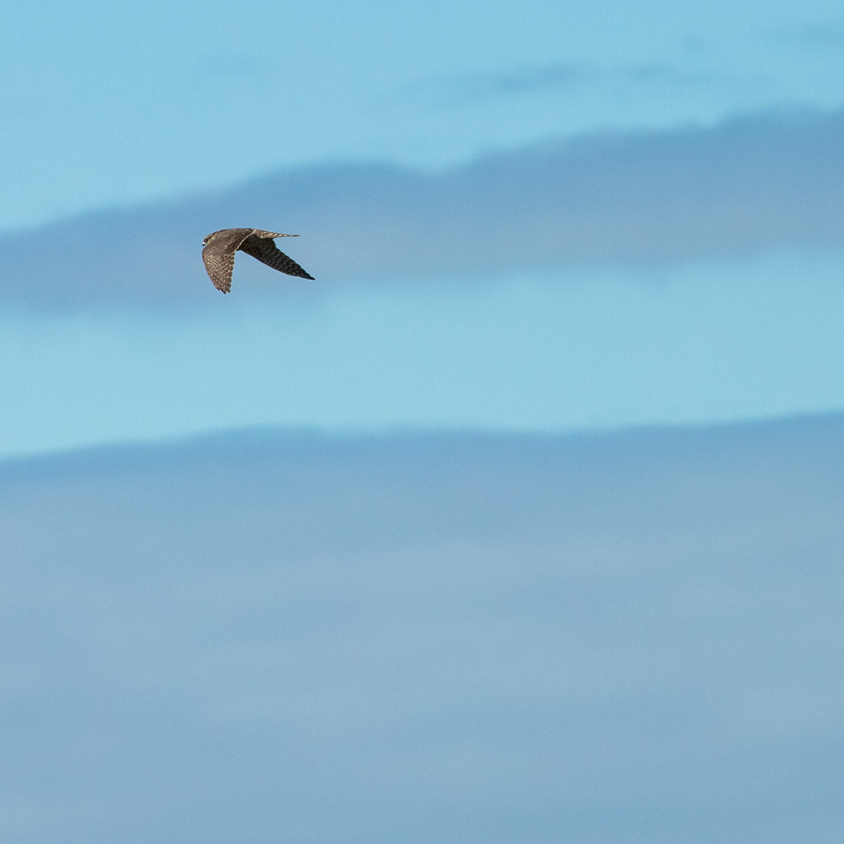 15th October: Merlin