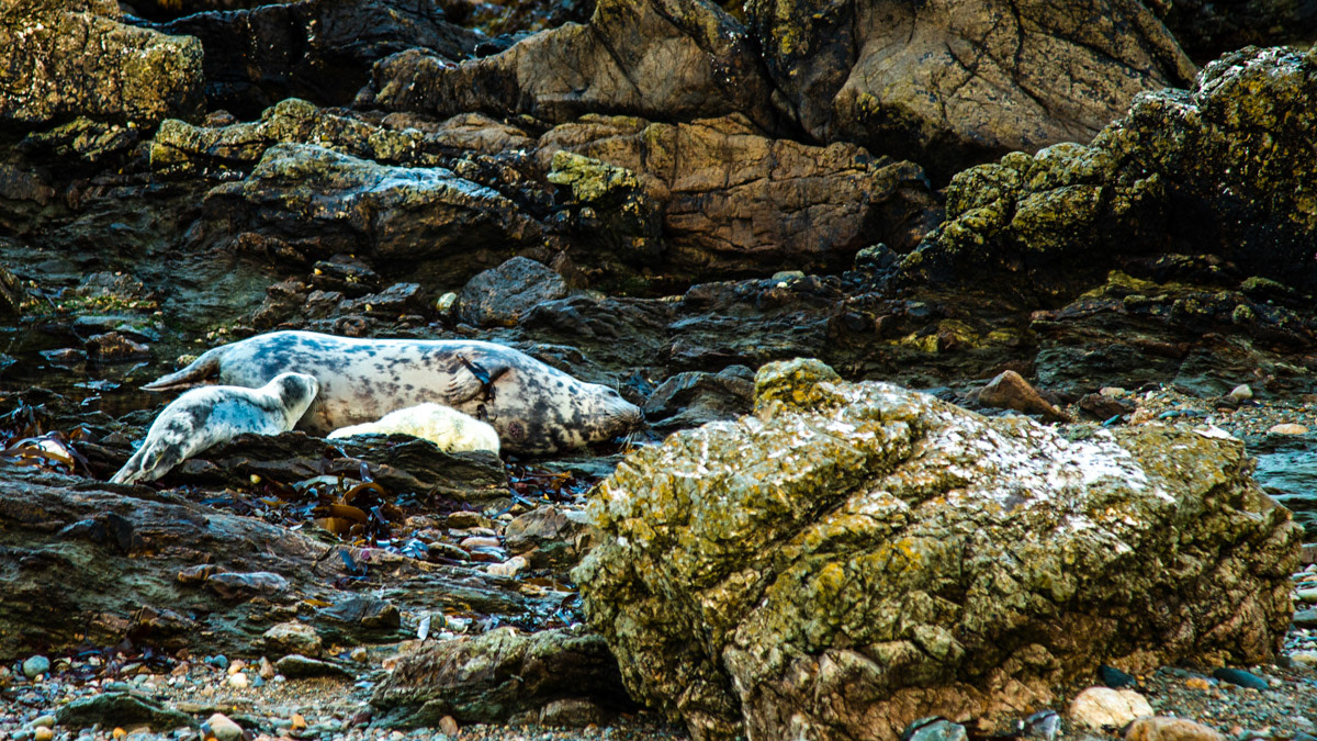 10th Oct: Photographed at 7.50a.m. A mother feeding her fairly new twins