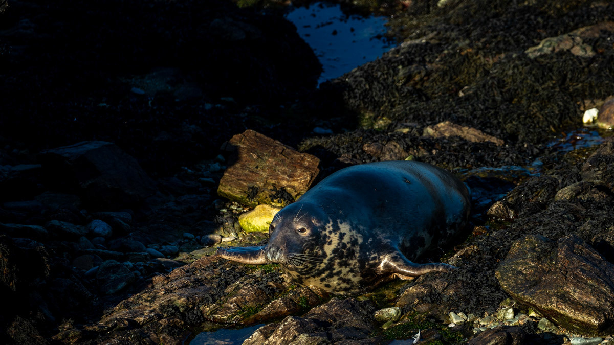 15th Oct: Image 2 - Mum heads to her pup.