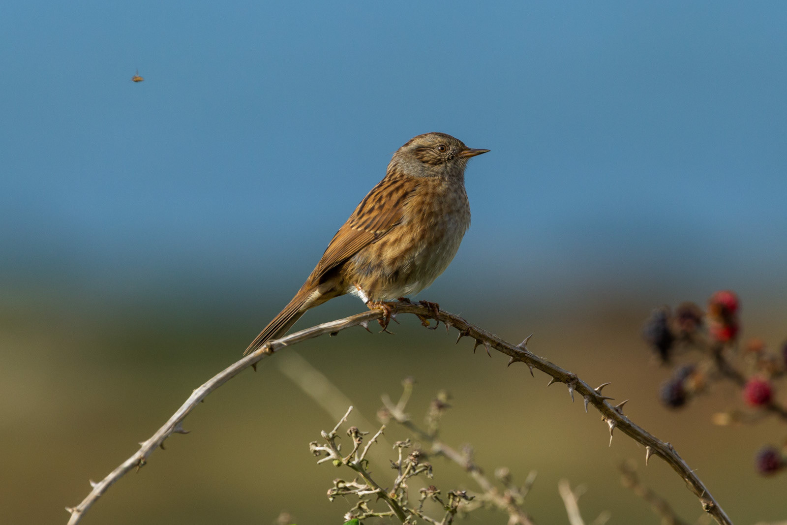 10th Oct: Dunnock