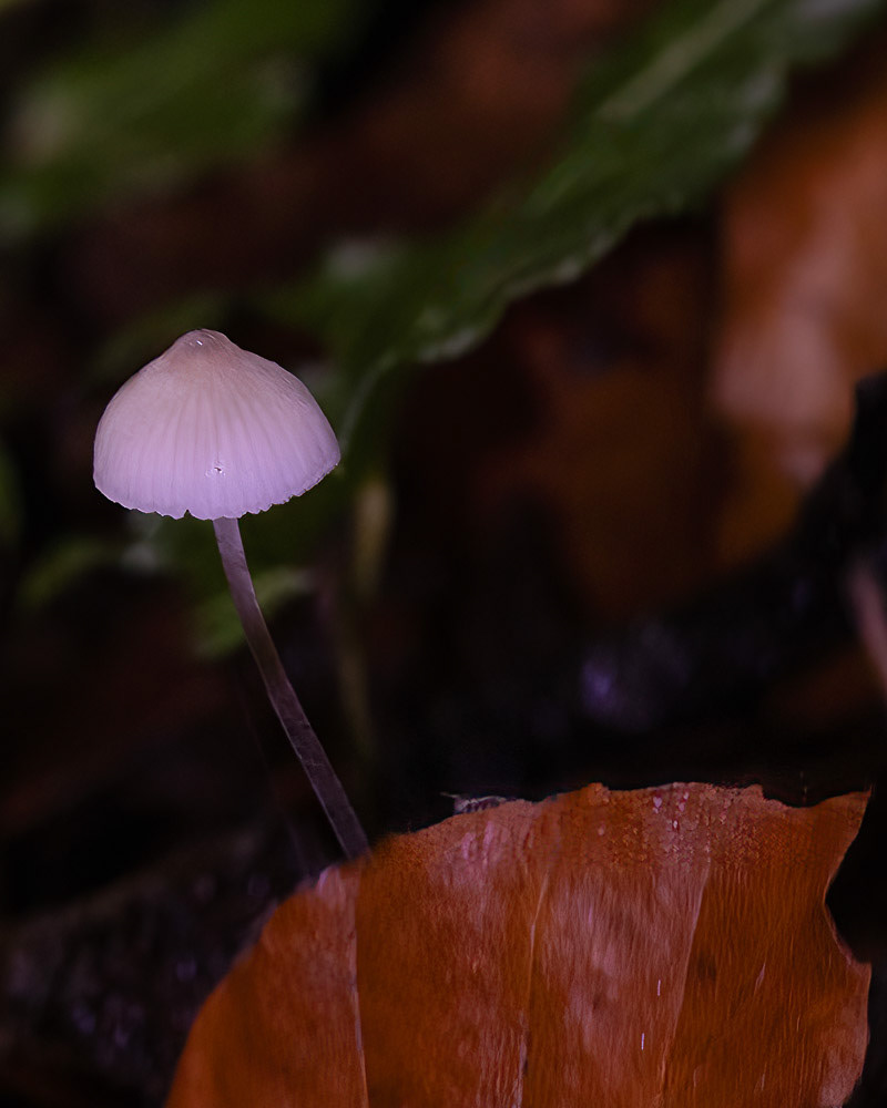 6 Oct 24: Decoy Park, Newton Abbot