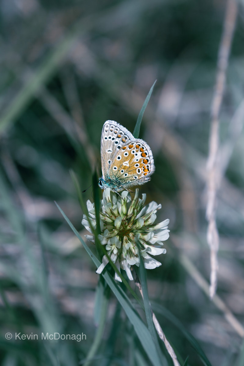 10 Aug 21: Common Blue