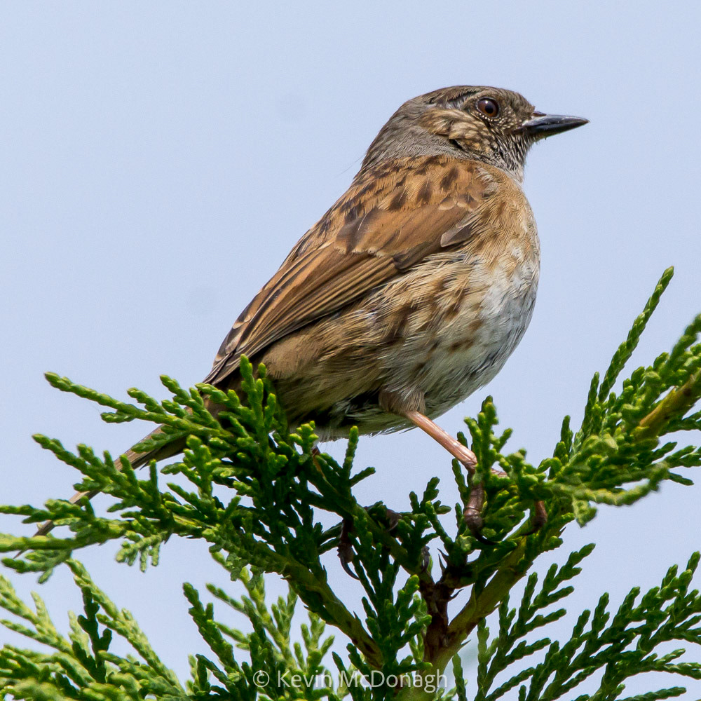 Dunnock