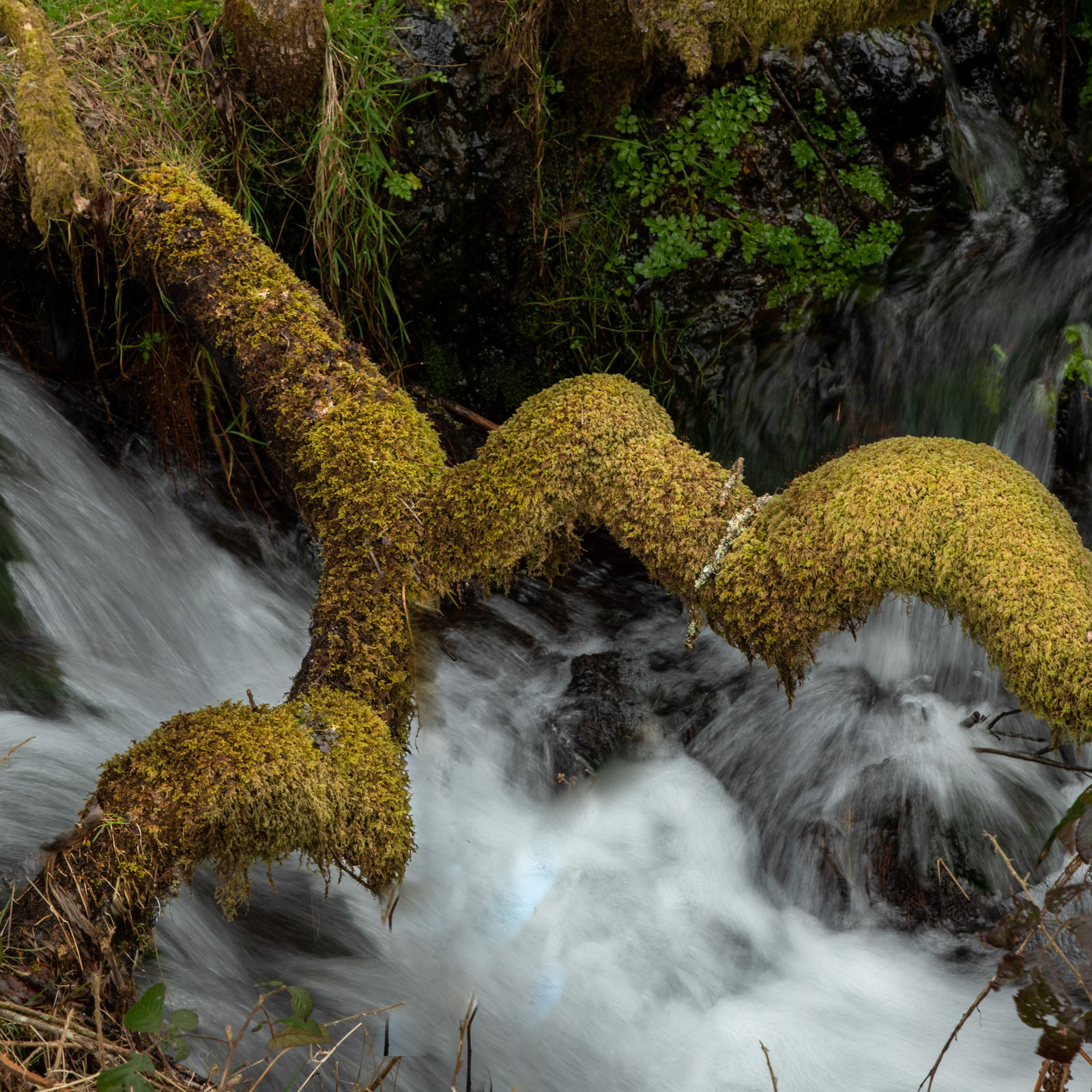28th March 22: Waterfall under the Tree