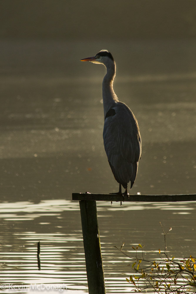 Heron