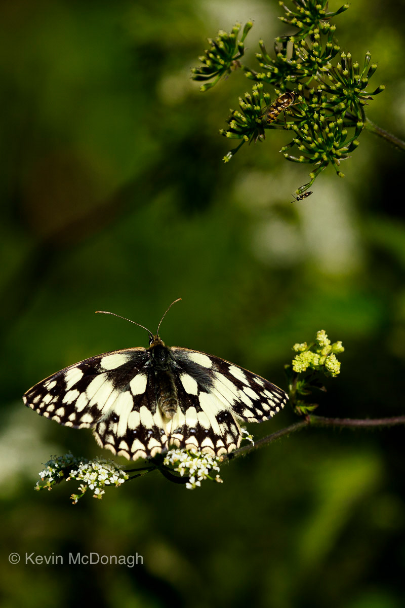 Marbled WMarbled White, Labrador Bayhite