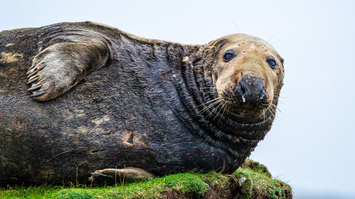 9th Oct: Resting contentedly on top of the cliff at Haddou Cove
