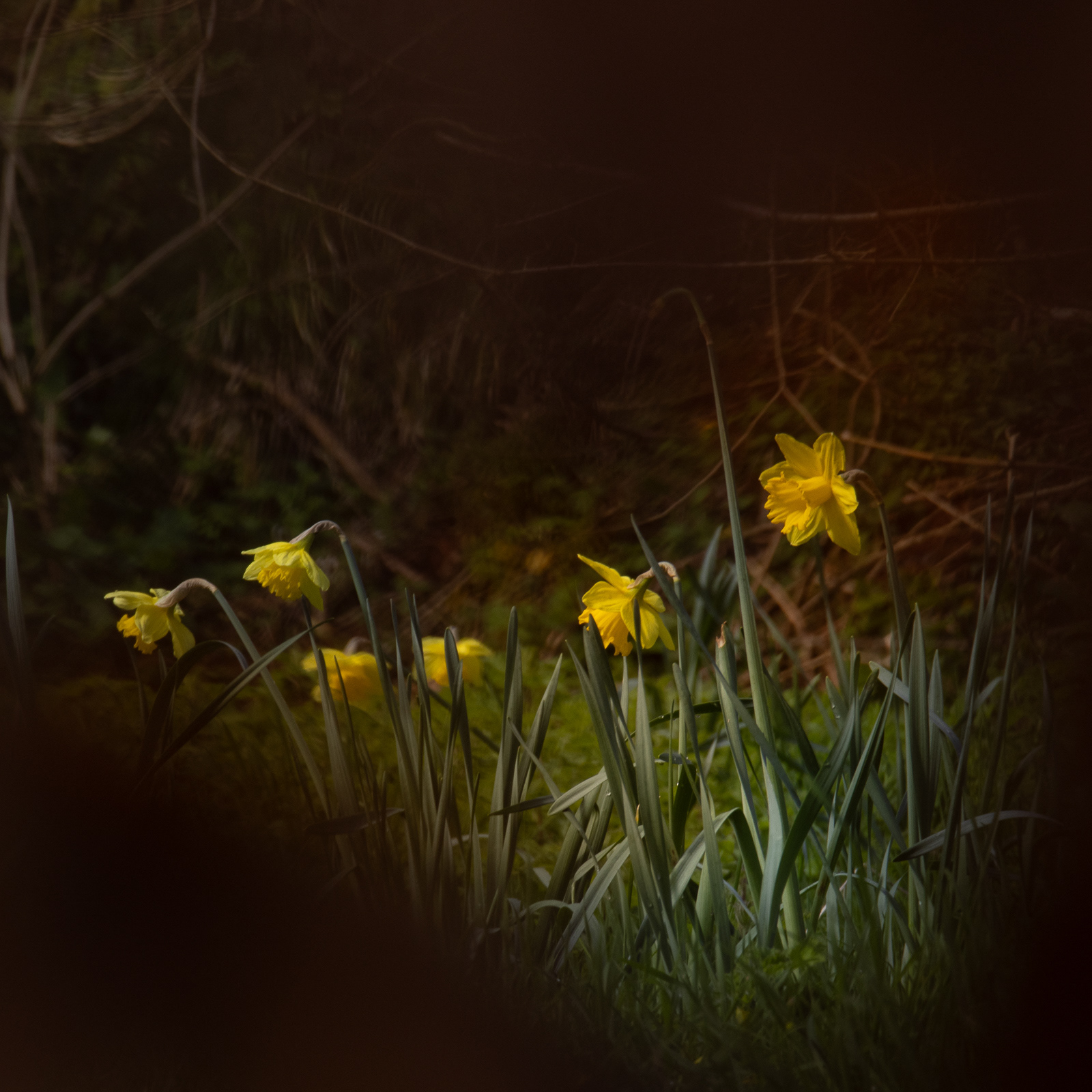 10 Mar 24 - Daffodills, Cocking Village, Torquay