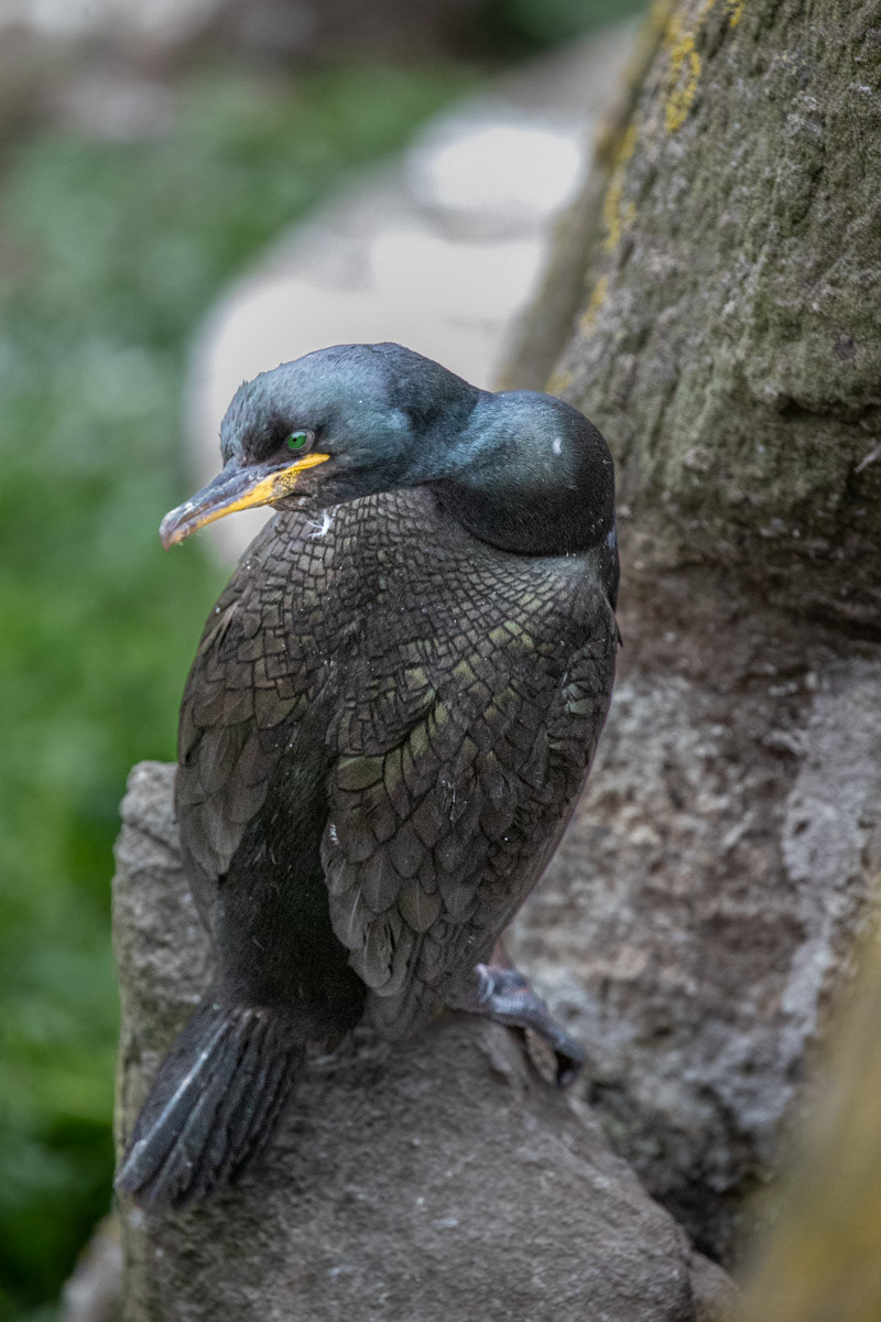 13th June 22: Saltee Islands - Shag