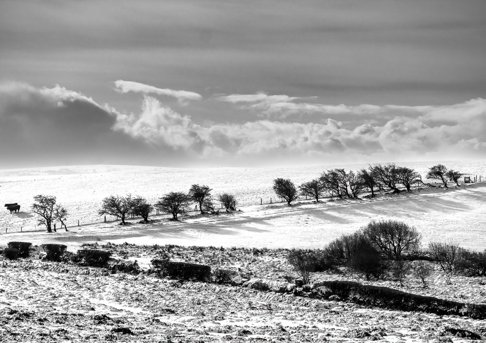 24 Nov 2024: View to Hedge down from Houndtor