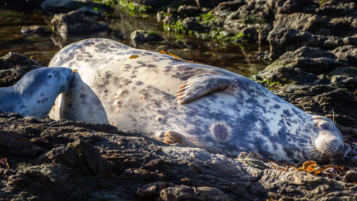 10th Oct: Seal pup feeding,
