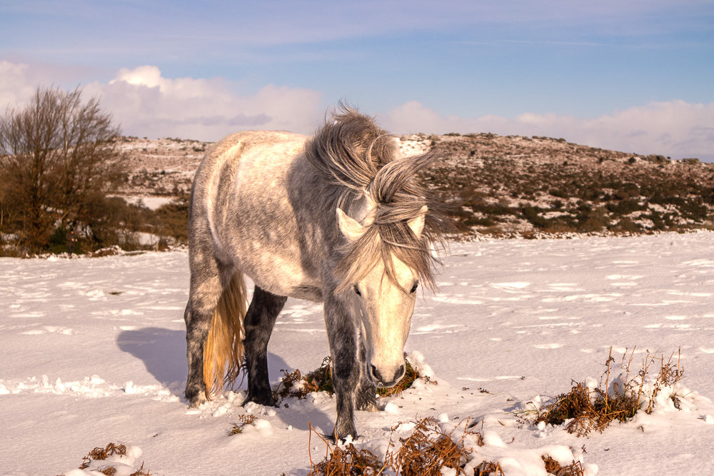 24 Nov 2024: Dartmoor Pony at Houndtor