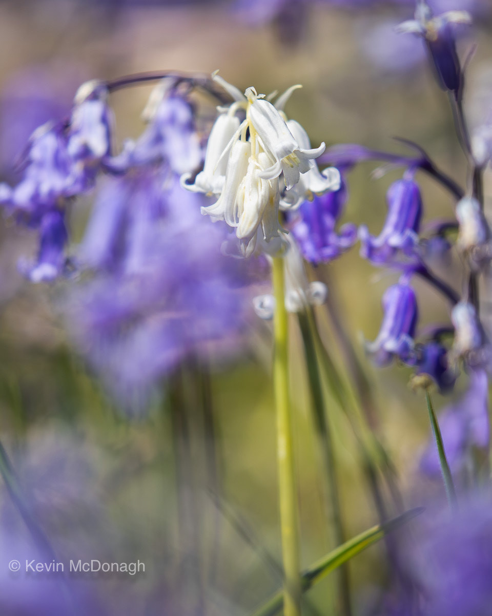1st June 21: White Bluebell
