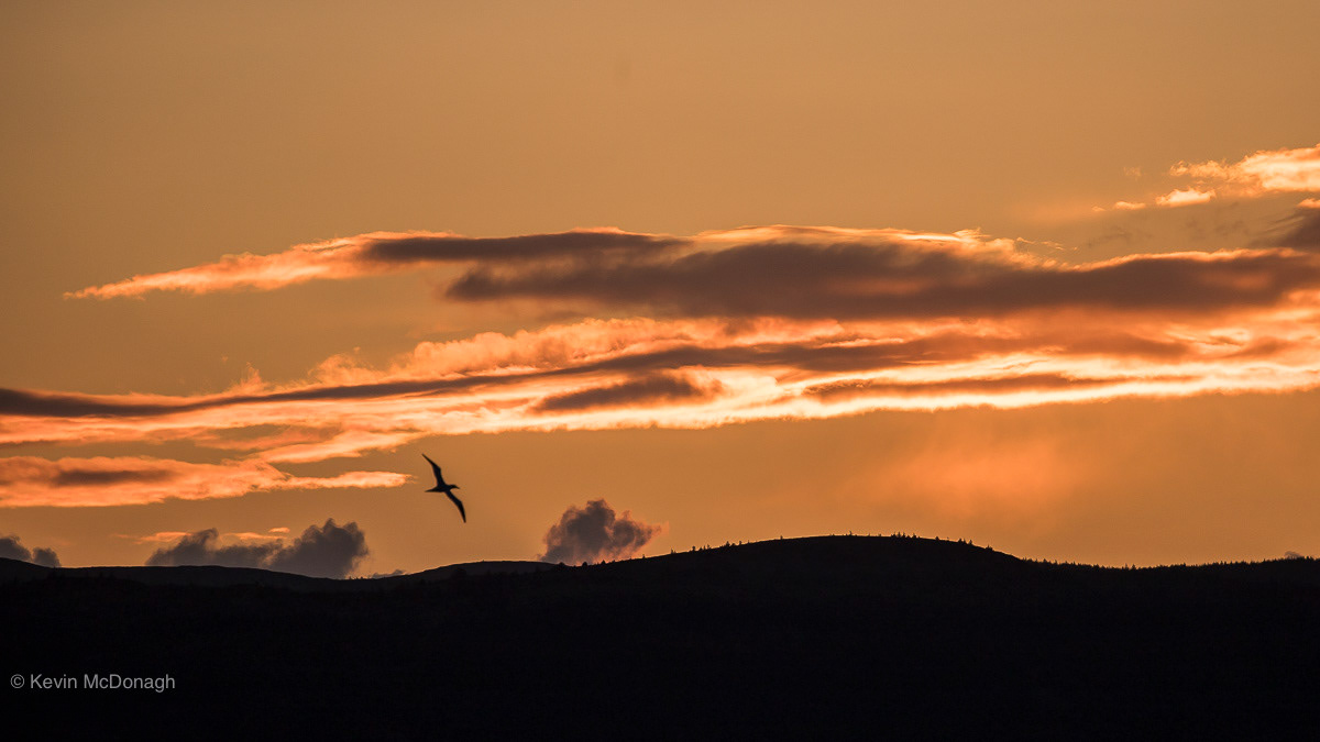Gannet at sunset, Arran Island, Scotland