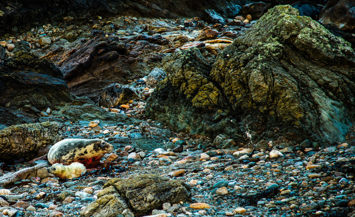10th Oct: A very recently new born pup I happened across at Portw Hadog as I headed back to the Observatory around 8a.m.