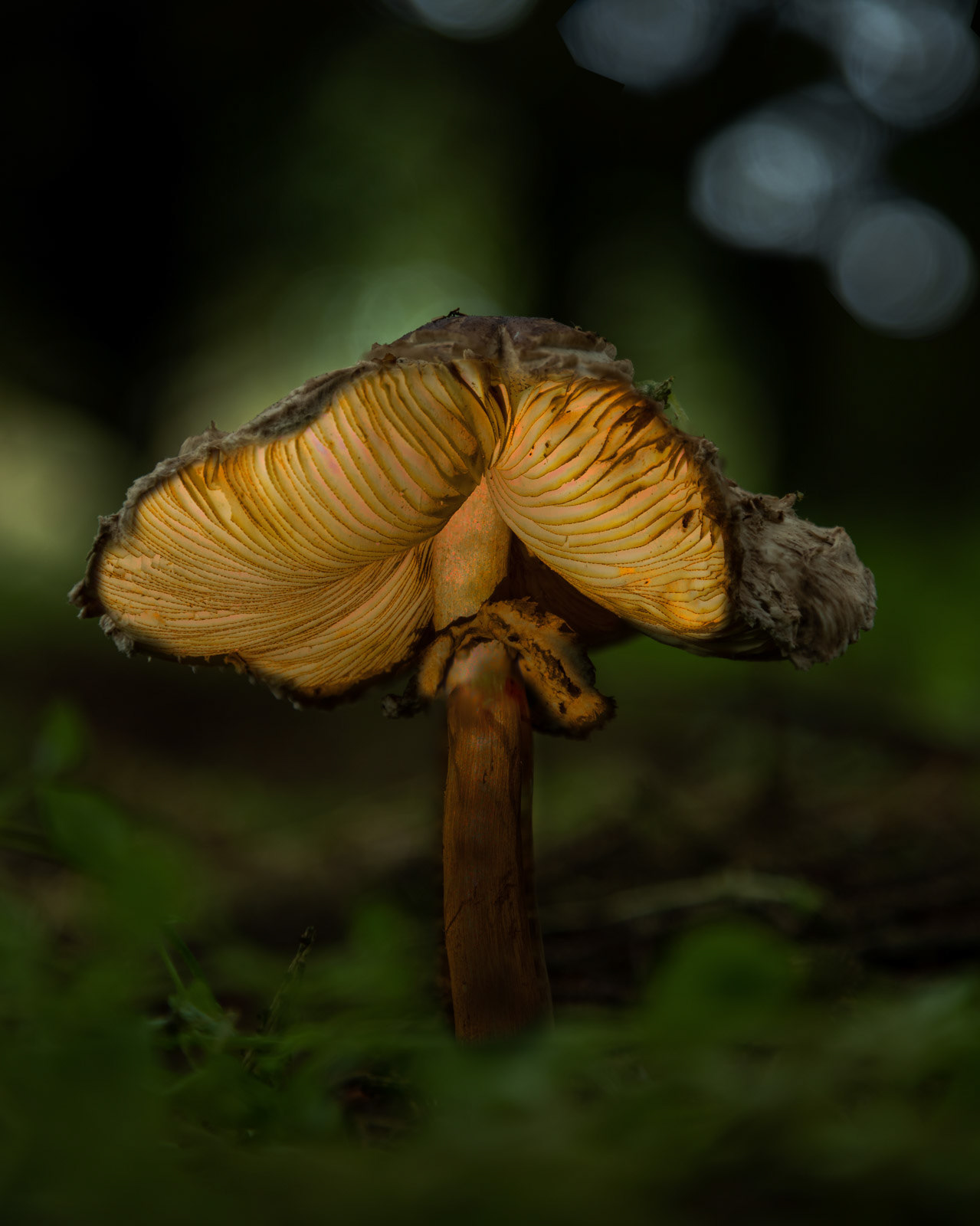 13th Oct: Glowing Parasol