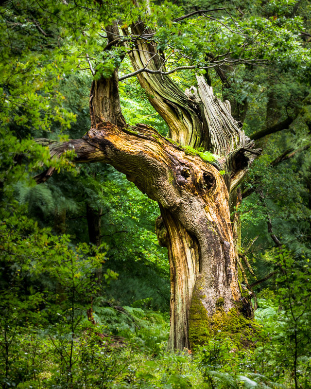 Sleeping Dragon, Savernake forest, Wiltshire