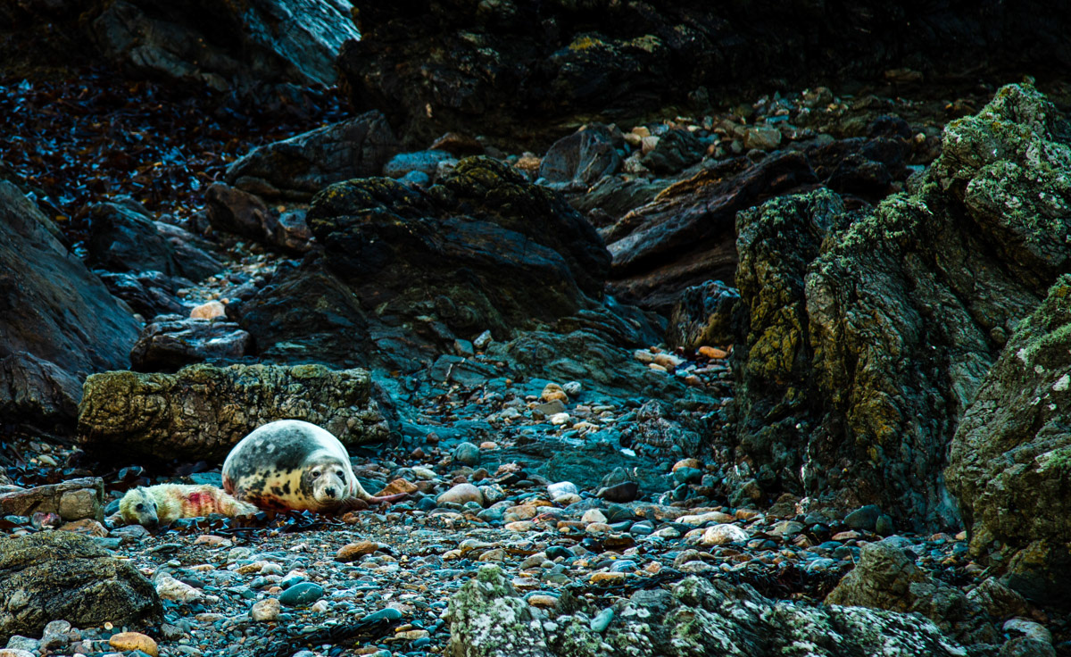 10th Oct: Mother and new born pup early on Sunday morning.