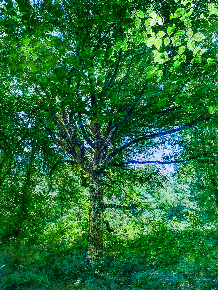 Heathercombe Gardens, Dartmoor