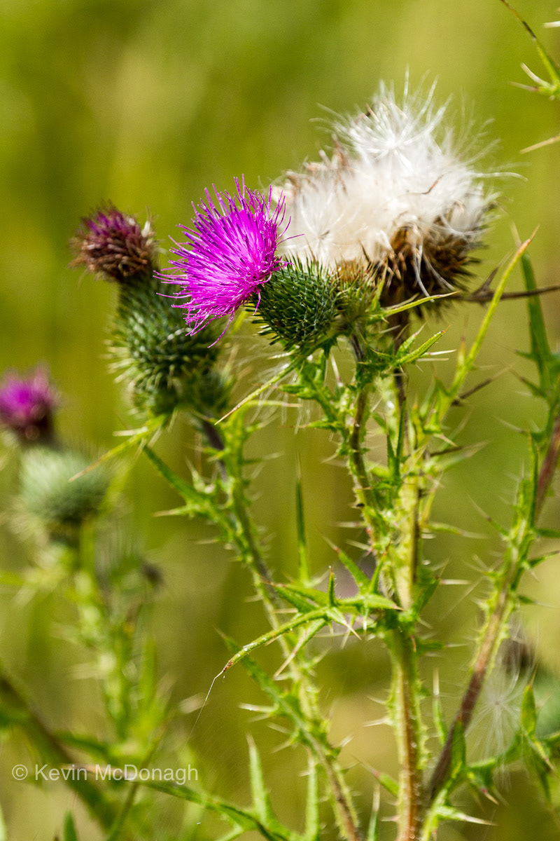Thistle