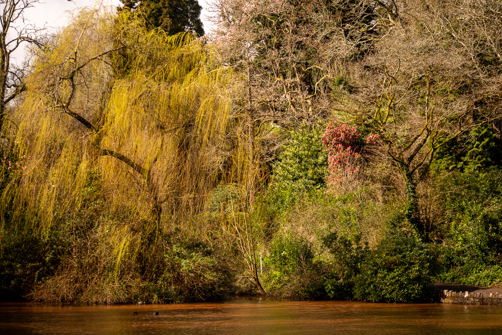 10 Mar 24 - Cocking Village, Torquay