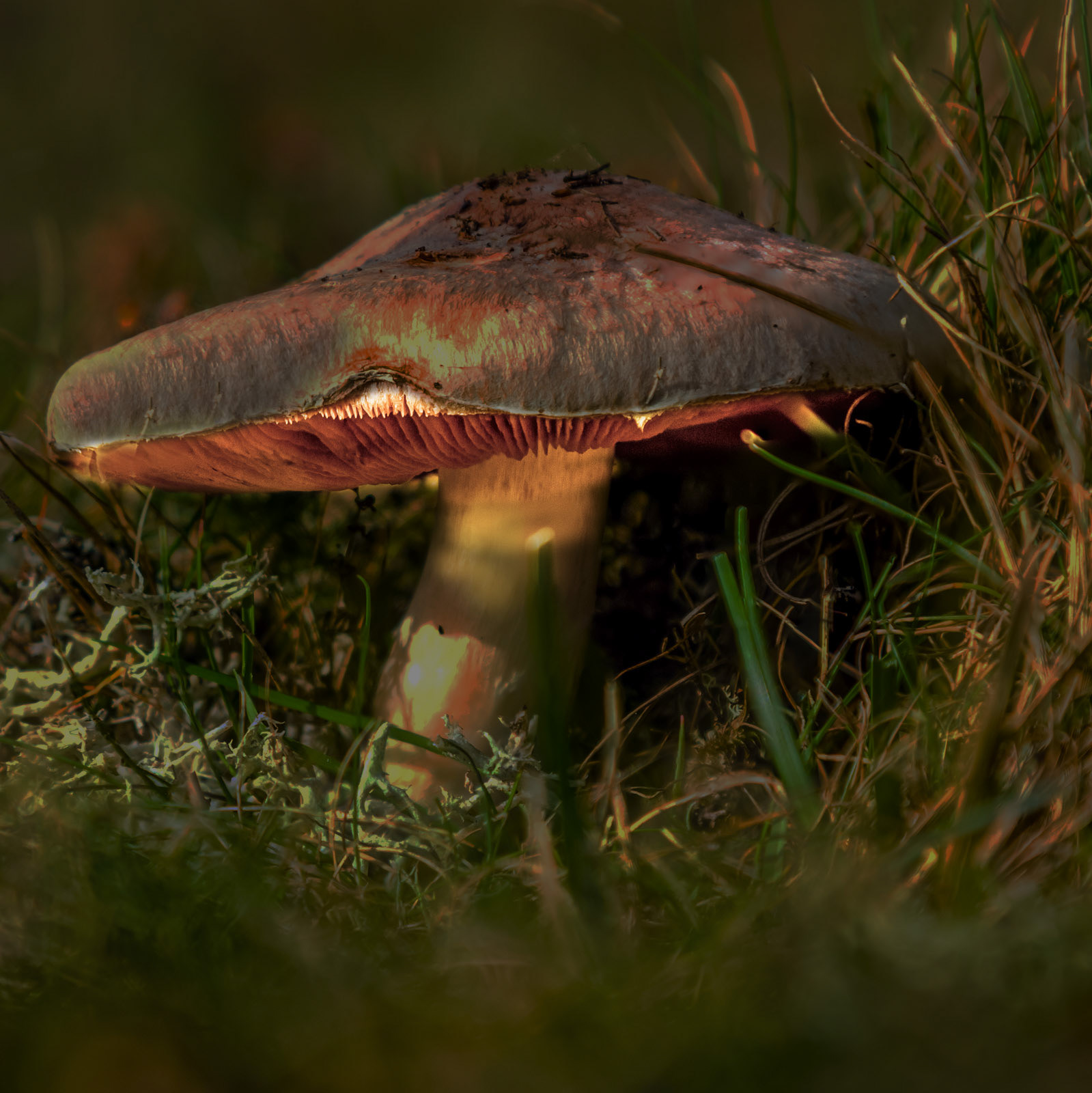 11th Oct: Parasol mushroom