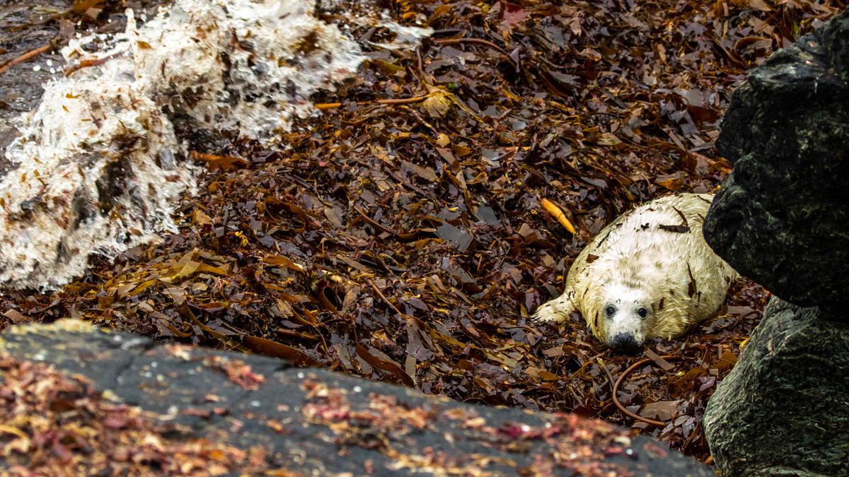 14th Oct: Seal Pup at Seaweed Cove at 15.50