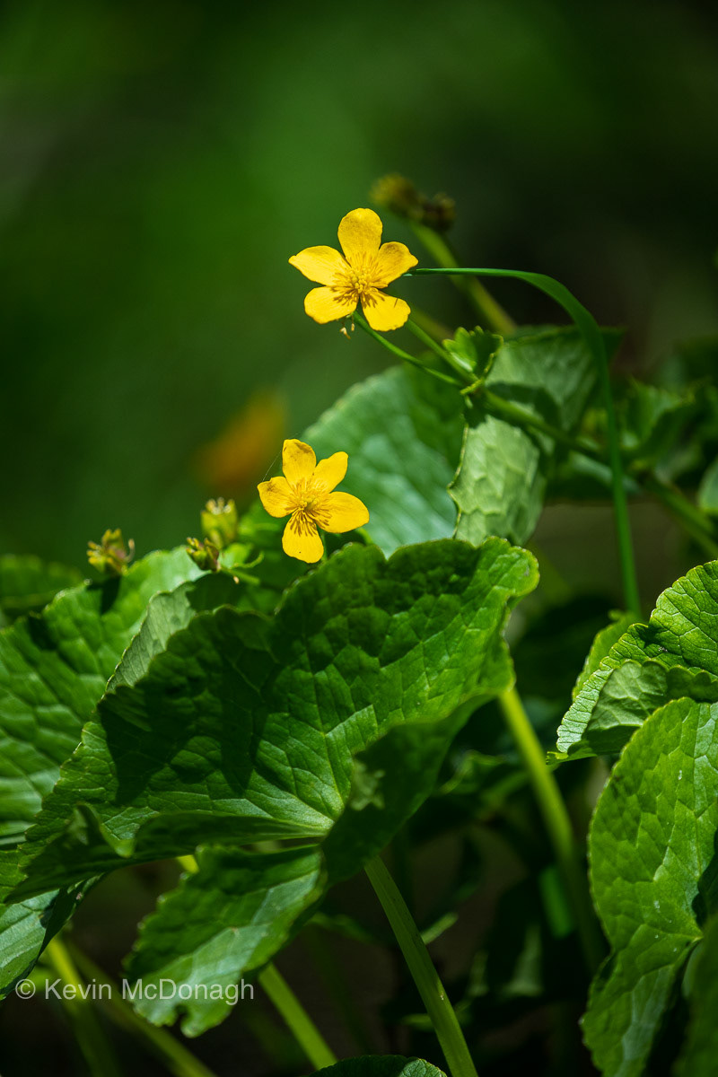 1st June 21: Marsh Marigold below Holwell Lawn, Dartmoor 