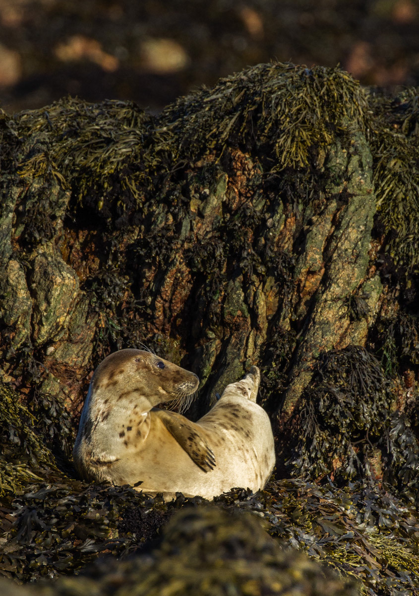 10th Oct: Seal Pup resting at 16.05 on Sunday afternoon.