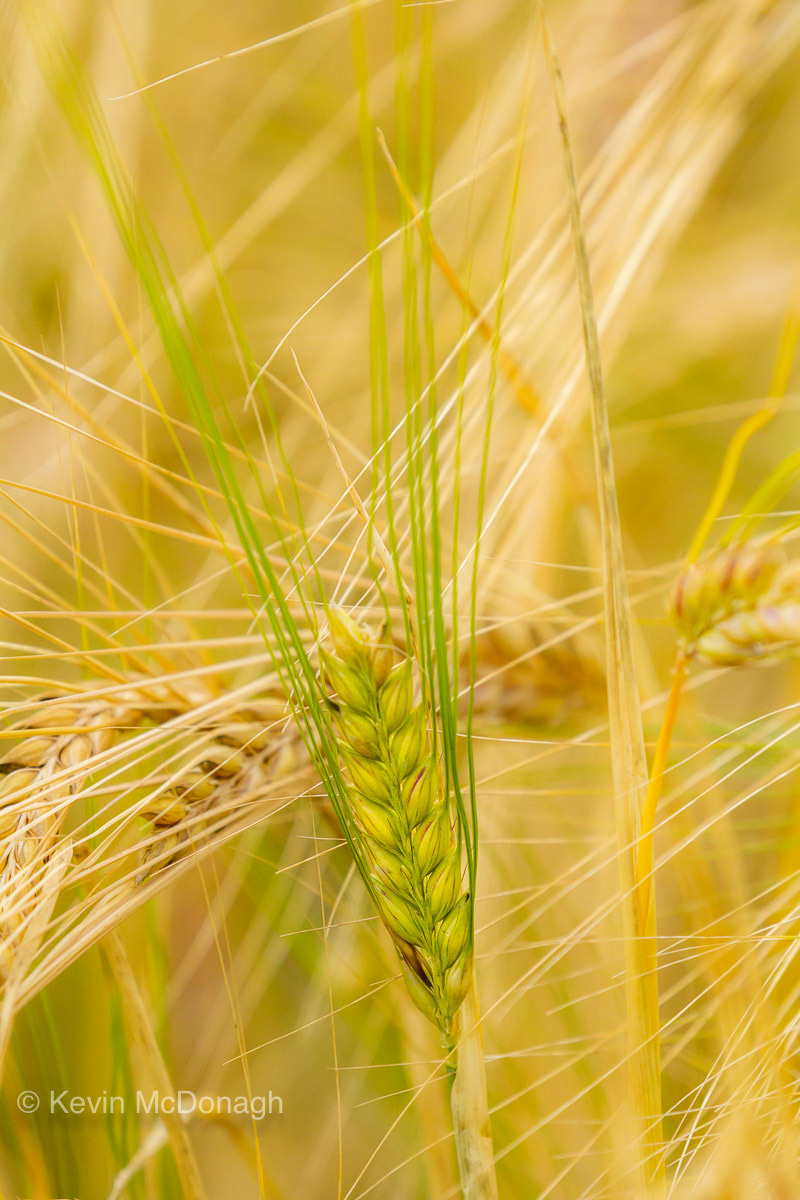 9 Aug 21: Barley